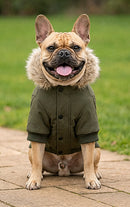 Parka Manteau Bouledogue Français - Agent de Sécurité